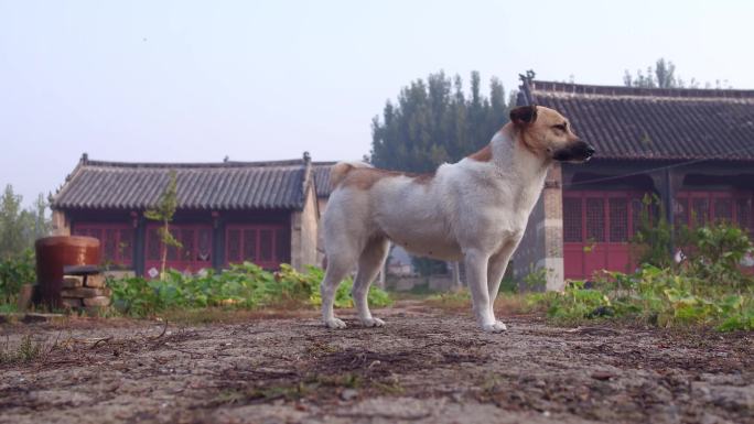 孙家大院看家护院家犬