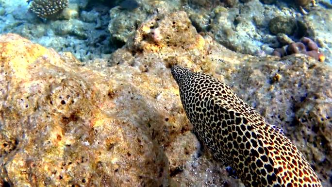 带花边的海鳗游出马尔代夫的一个珊瑚洞穴