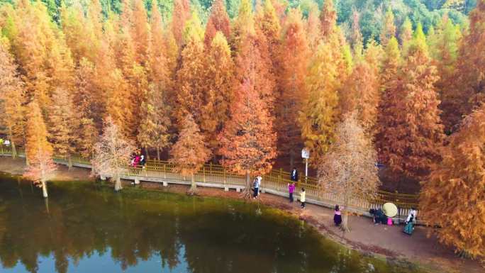 四川德阳东湖山公园水杉红树林红叶风景航拍