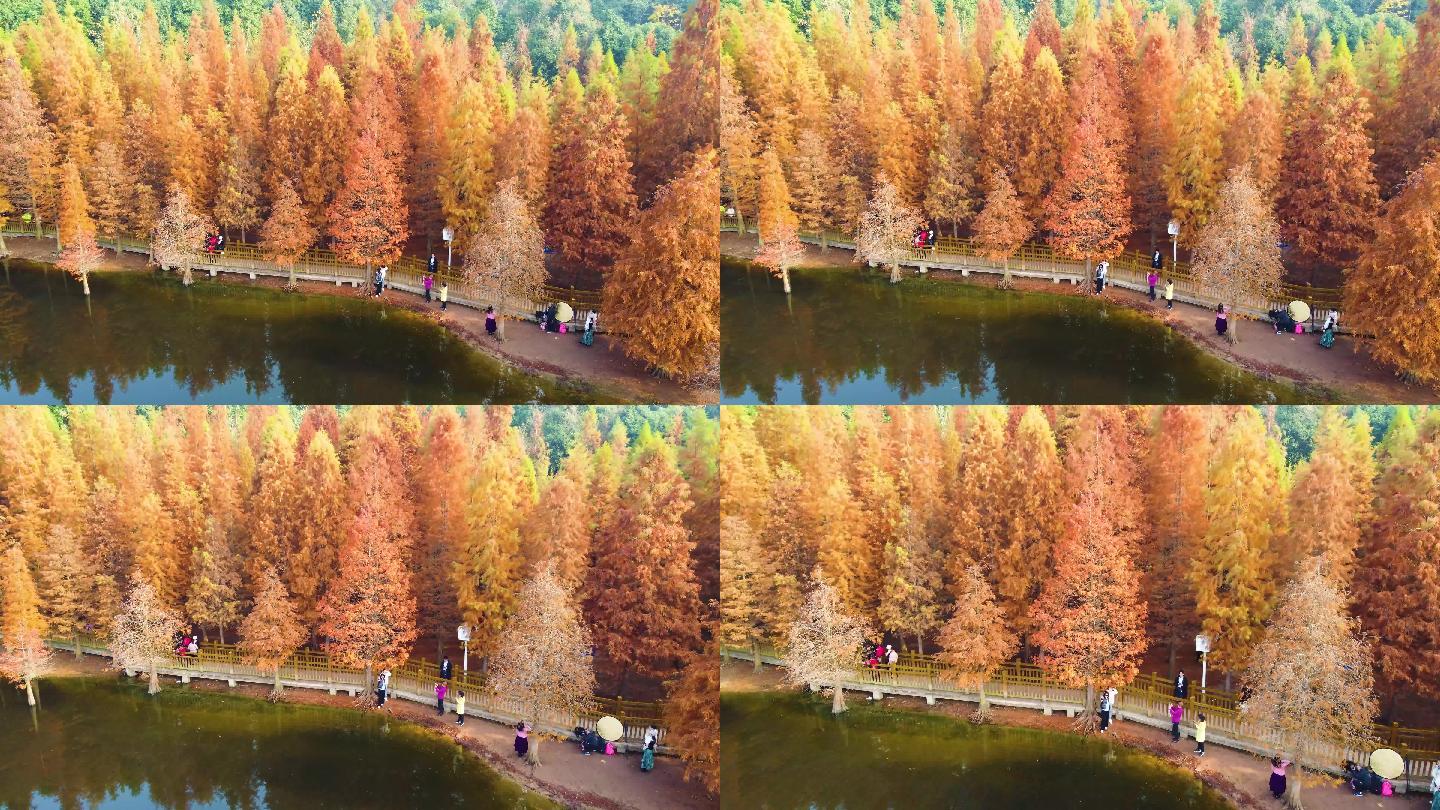 四川德阳东湖山公园水杉红树林红叶风景航拍