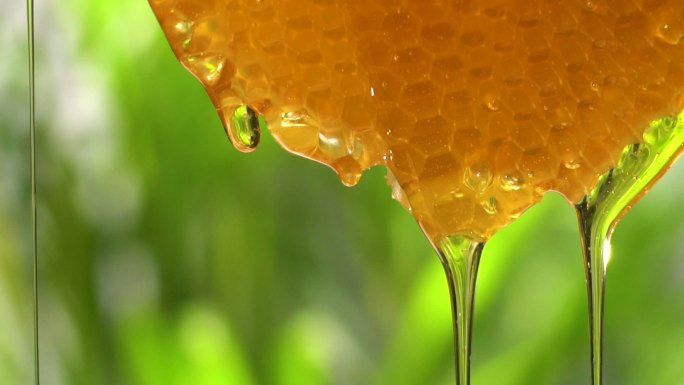 蜂蜜从蜂巢中流出蜂王浆蜂蜜特写浓稠的蜂蜜