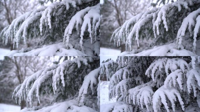 升格拍摄雪花雪中的塔松及特写