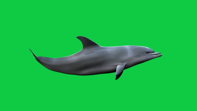海豚游泳环动画