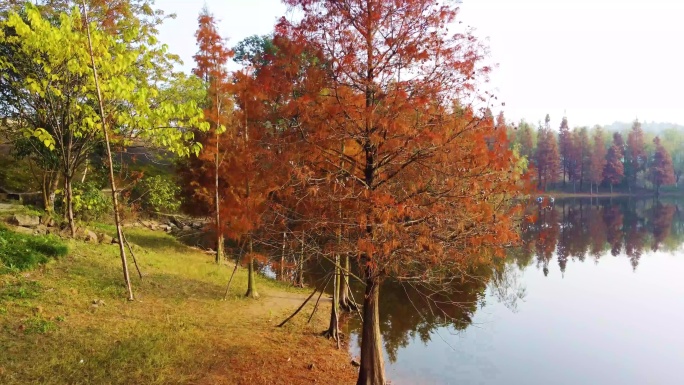四川德阳东湖山公园水杉红树林红叶风景航拍