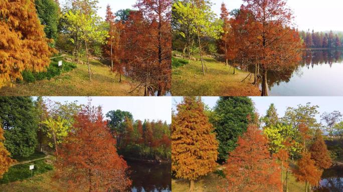 四川德阳东湖山公园水杉红树林红叶风景航拍