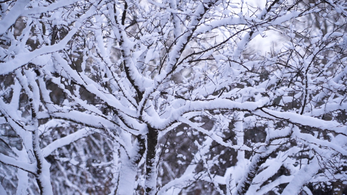 3条【升格】树林树杈积雪飘雪花素材