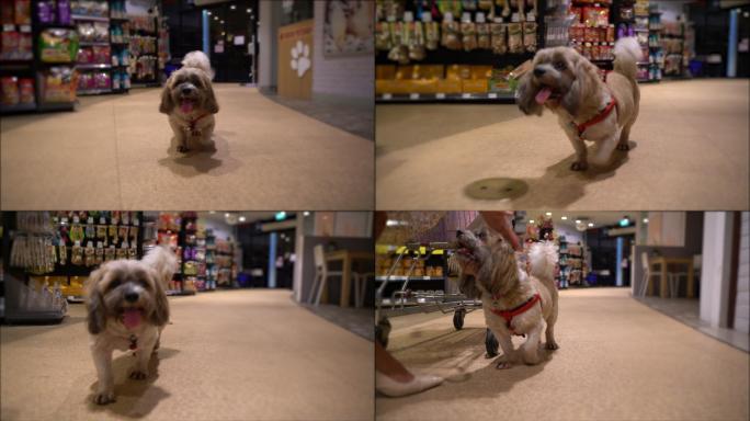 在超市遛狗。可爱搞笑狗狗走在超市
