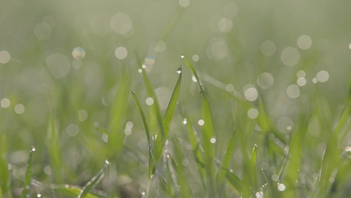 乡村 农村 雾气 清晨 雾 露水 白露