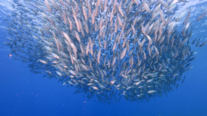 鱼群海底世界鱼潮海洋鱼群