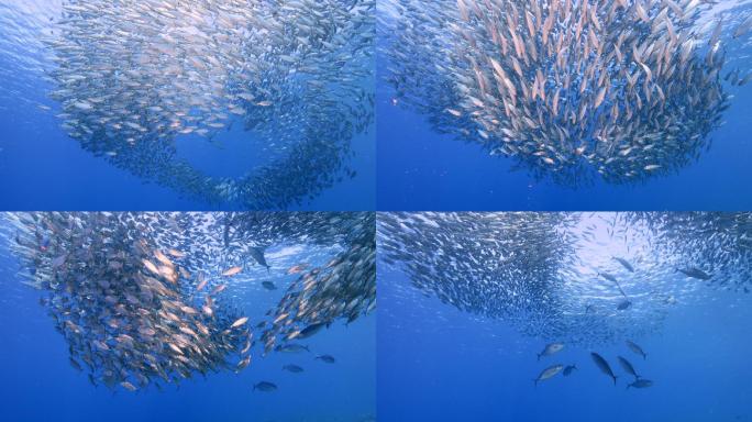 鱼群海底世界鱼潮海洋鱼群