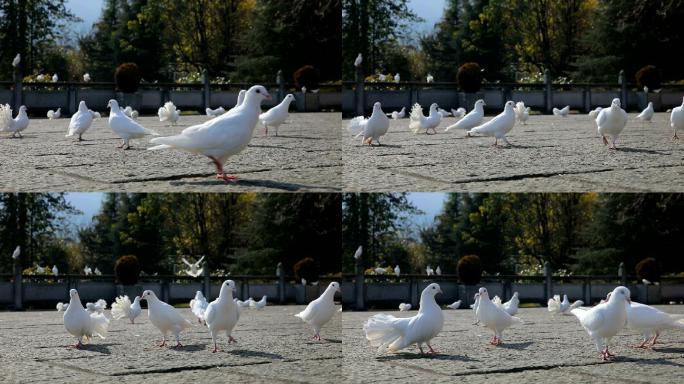 公园里的鸽子广场白鸽鸽群和平鸽