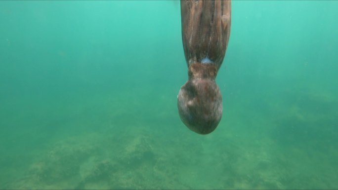 在地中海水下游泳的野生章鱼。