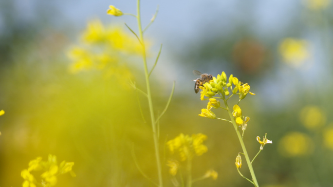 蜜蜂采蜜油菜花小黄花蜂蜜