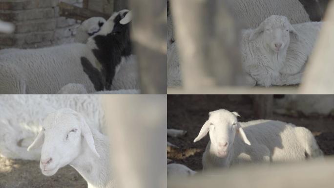 农村畜牧业养殖饲养羊