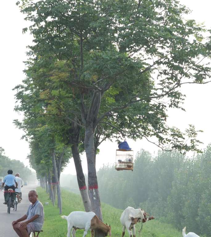 竖版老人在路边草地放羊群吃草养鸟