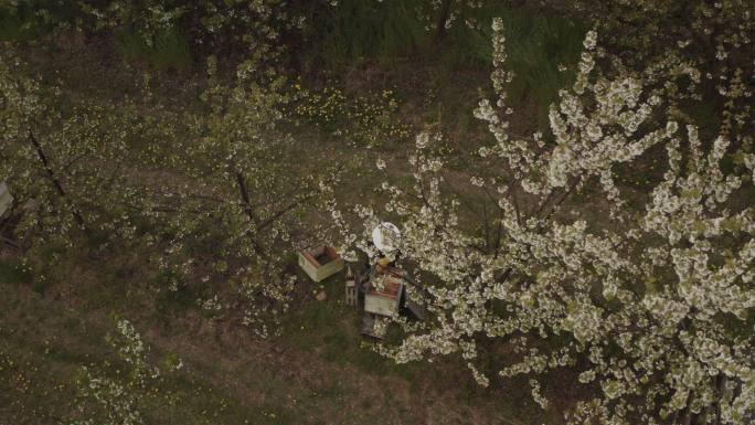 成排生长的樱桃树鸟瞰图。