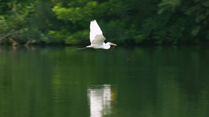 生态向美：白鹭湖泊叼着泥鳅振翅飞翔特写