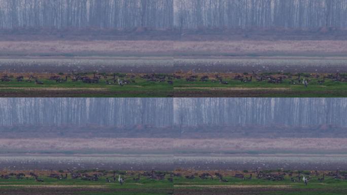 大雁群居鄱阳湖湿地03