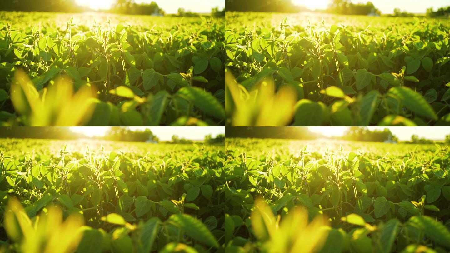 阳光下的农田农副农产品种植业豆子豆科