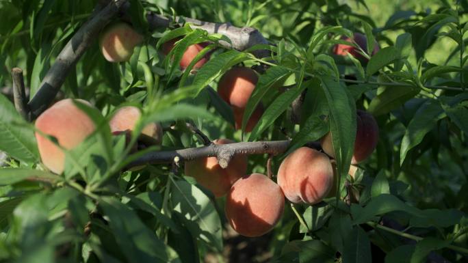 桃子 桃园成熟的桃子 果树