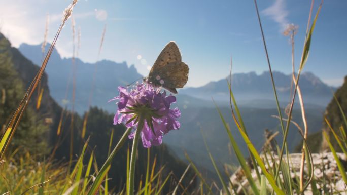 蝴蝶在一朵花上群山山脉植被