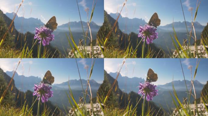 蝴蝶在一朵花上群山山脉植被