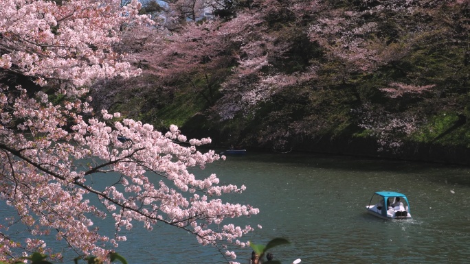 日本东京千里光府公园的樱花花瓣飘落