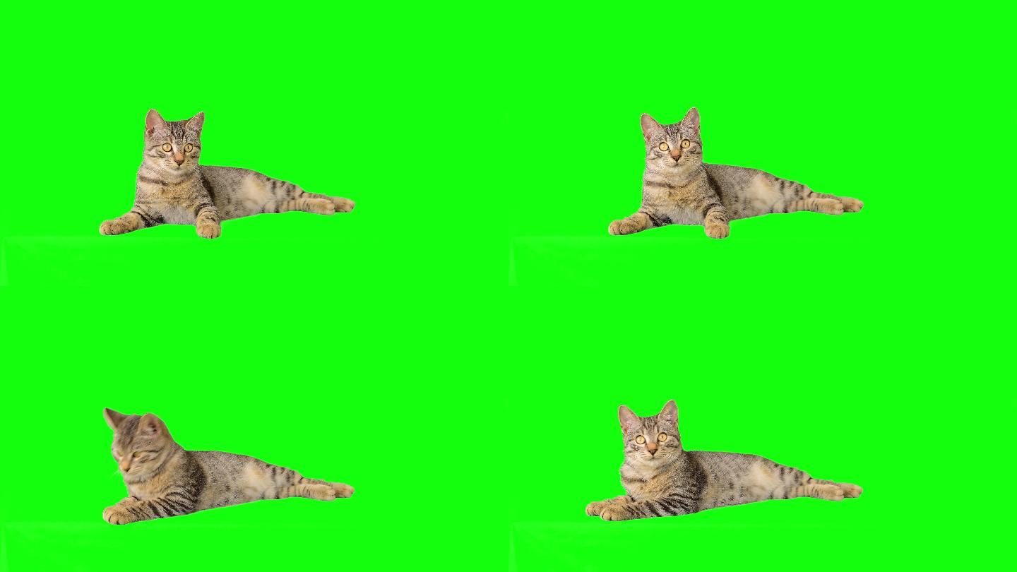 绿色屏幕上可爱的小斑猫