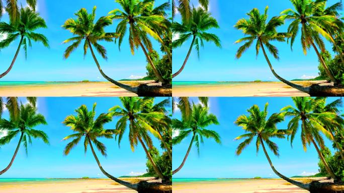 天堂海滩。场景背景海边海岸椰子树