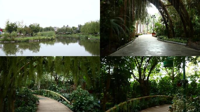 公园 花园 热带植物园