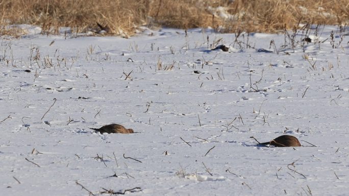 雪地里觅食的小野鸡