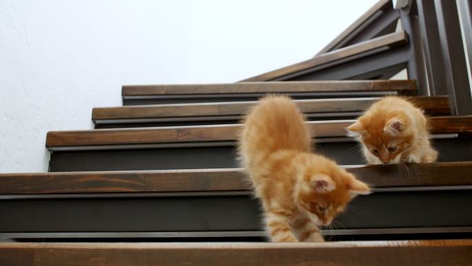 两只猫在楼梯上玩耍。