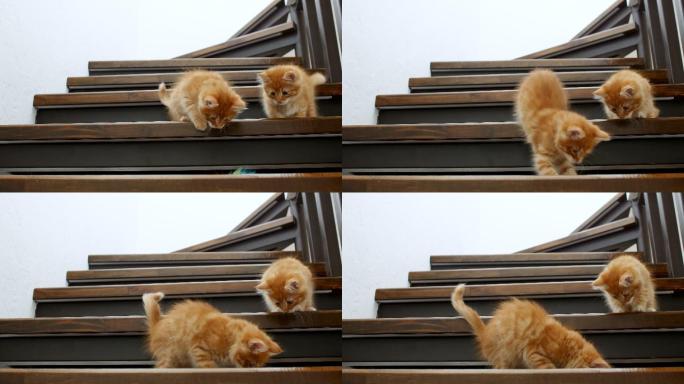 两只猫在楼梯上玩耍。