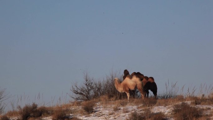 冬季草原骆驼