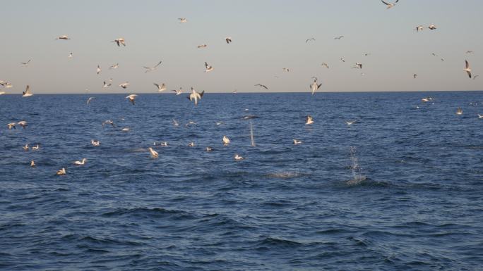 海鸟海鸥飞鸟大海海洋海水海面