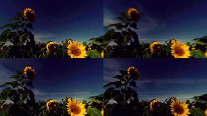 向日葵在月光下繁星点点。