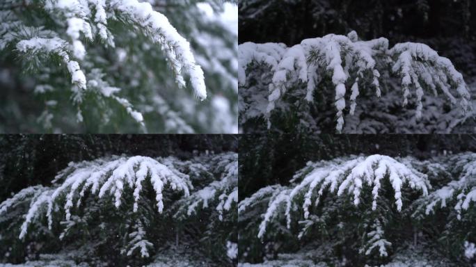 【升格】拍摄雪花雪中的塔松及特写