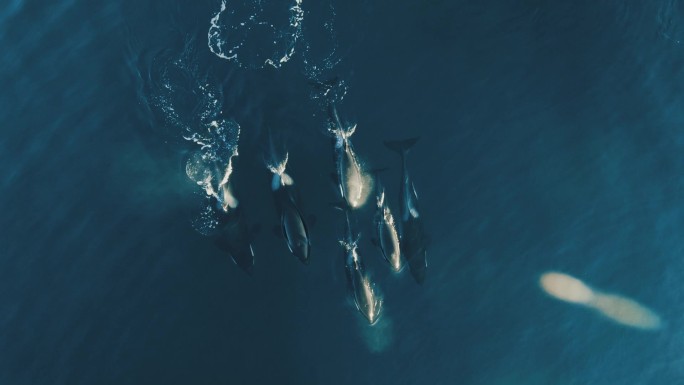 成群的虎鲸生态环境种群繁衍物种多样性