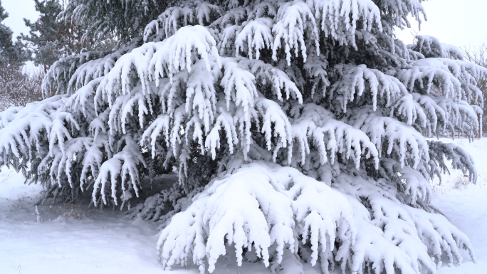 4K6条特写飘雪中的雪松塔松素材