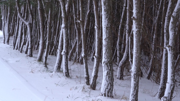 4K3条积雪的树林