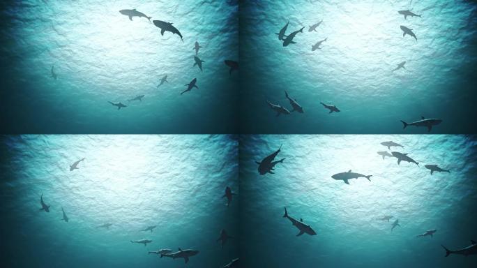 海洋中鲨鱼在强光照射下的侧影。