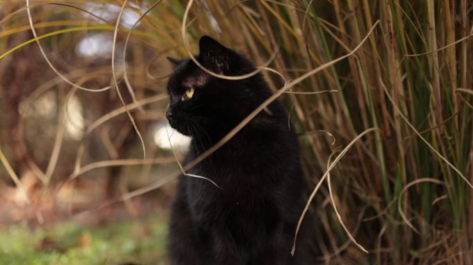 坐在后院的黑猫