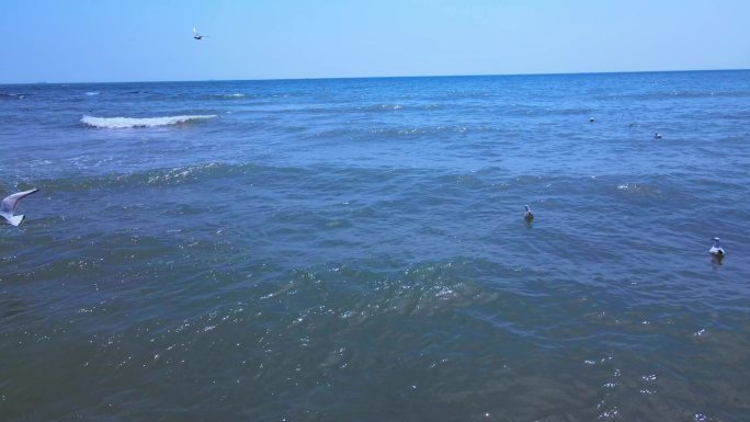 航拍海面游泳的海鸥