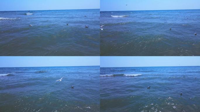 航拍海面游泳的海鸥