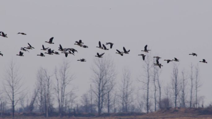 6K一群大雁飞过鄱阳湖湿地