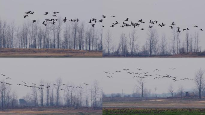6K一群大雁飞过鄱阳湖湿地