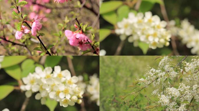 山间开花