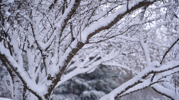 2条【升格】树林树杈积雪飘雪花素材