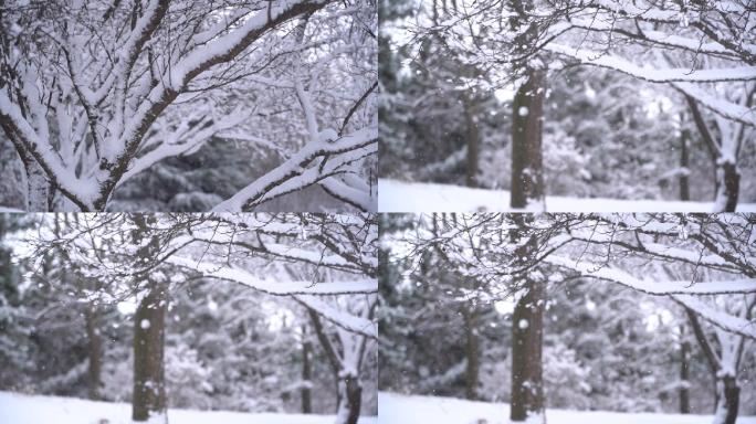 2条【升格】树林树杈积雪飘雪花素材