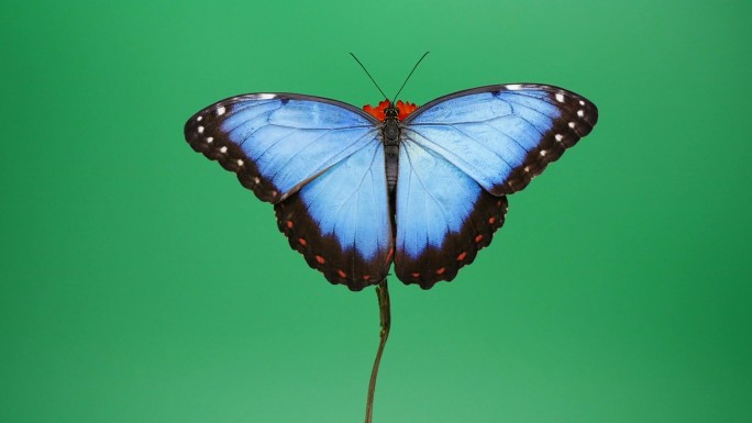 蓝色形态蝴蝶生物学动物行为极美蝴蝶视频素